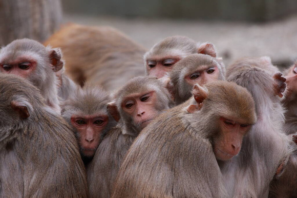 group of rhesus macaques resting together - Photo, Image