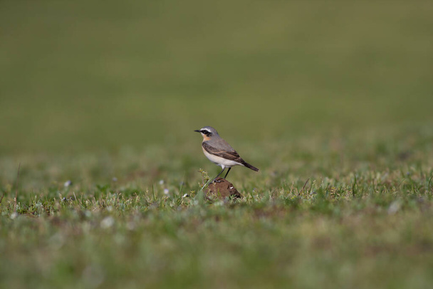 little bird watching on the grass, Northern Wheatear, Oenanthe oenanthe - Foto, immagini