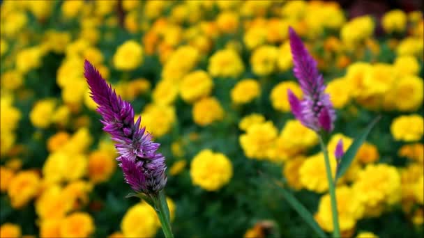 Кадри барвистого кольору Квіти гребінця з Blurry Marigold Field in the Backdrop - Кадри, відео