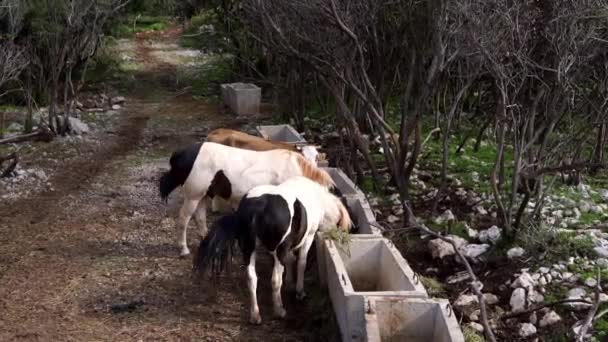 Horses and a cow eat from feeders in the park waving their tails. High quality FullHD footage - Materiaali, video