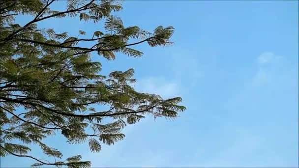 Кадри зеленого листя на фоні сонячного блакитного неба
 - Кадри, відео