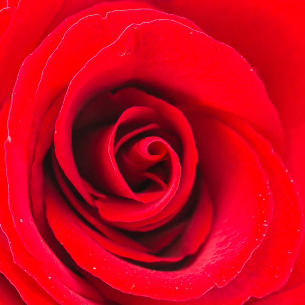 czerwony kwiat róży - Zdjęcie, obraz