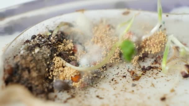 Grani di muffa e germogliati in un formicaio acrilico. Cura impropria delle formiche raccoglitrici, umidità eccessiva - Filmati, video