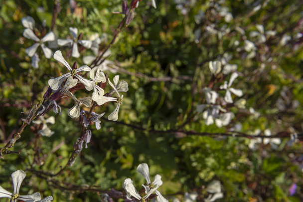 スペインのマヨルカ島の日の出に、一般的なシャモア植物、 Asphodelus estivusの白い野生の花のクローズアップ - 写真・画像