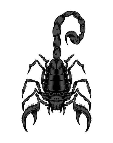 Illustration of scorpion. - Vector, Image