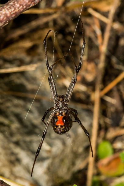 Black Widow Spider - Latrodectus mactans - Photo, Image