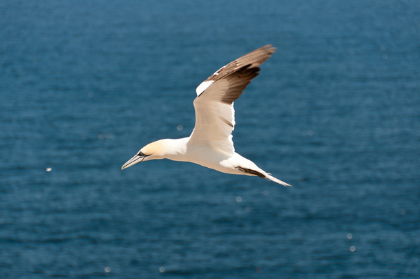 Летающий северный олух
 - Фото, изображение
