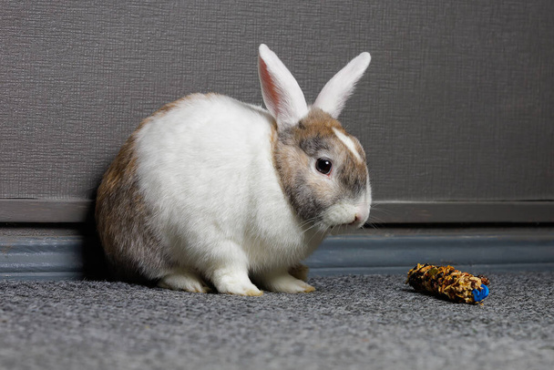 Cute beautiful domestic rabbit near the special rabbit treat. Background with selective focus and copy space - Photo, Image