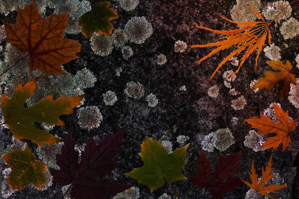 Akçaağaç yaprağı, Sonbahar mevsimsel arkaplan. - Fotoğraf, Görsel