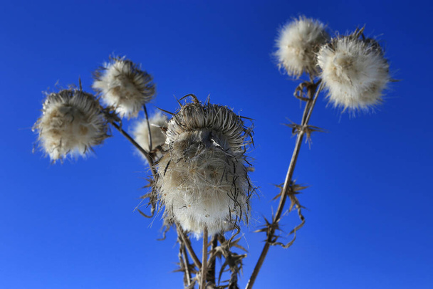 Thistle in winter against the bright blue sky - Photo, image