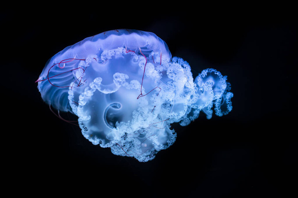 Compas jellyfish (Chrasaora hysoscella), in the dark sea water. Jellyfish in nature ocean habitat. Water floating bell medusa Mediterranean Sea, Italy. Marine life. - Photo, Image