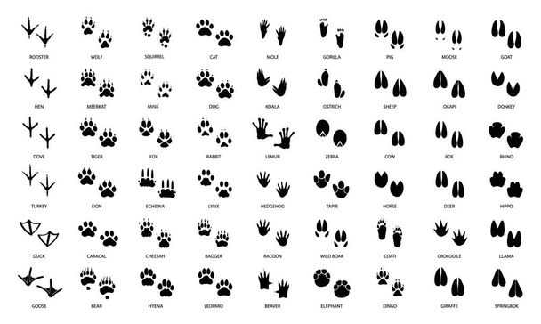 Set of animal and birds tracks with names in black colour. Vector illustration - Vektori, kuva