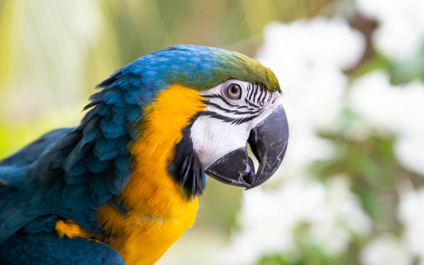 beautiful Blue-and-Yellow Macaw in rainforest - Foto, immagini