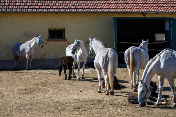 Lipizzan или Lipizzaner является европейской породы верховой езды лошади, разработанной в Габсбургской империи в шестнадцатом веке. - Фото, изображение