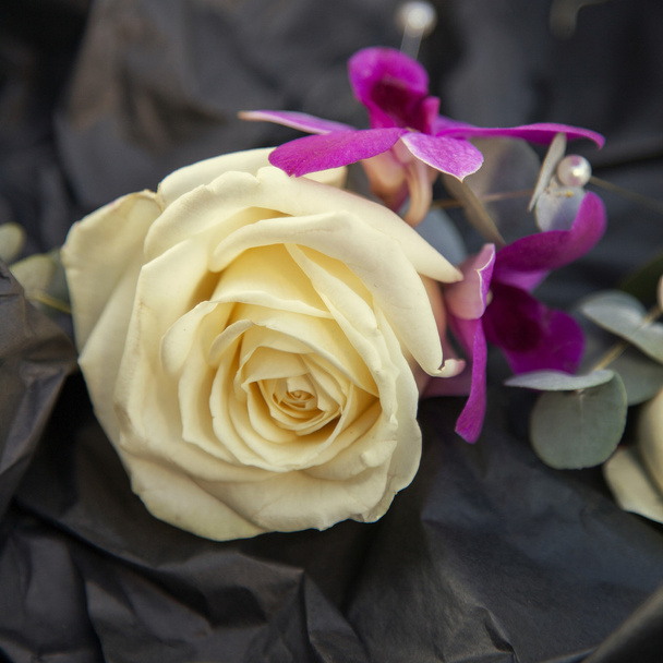 Ivory svatební růže knoflíkové  - Fotografie, Obrázek