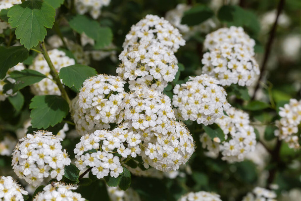 Κλάδος της ανθοφορίας spiraea με συστάδες μικρών λευκών λουλουδιών σε ηλιόλουστο καιρό σε σκούρο θολή φόντο, close-up σε επιλεκτική εστίαση - Φωτογραφία, εικόνα