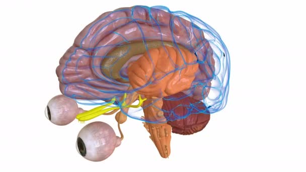 Central organ of the Human brain anatomy for medical concept 3D Animation - Imágenes, Vídeo