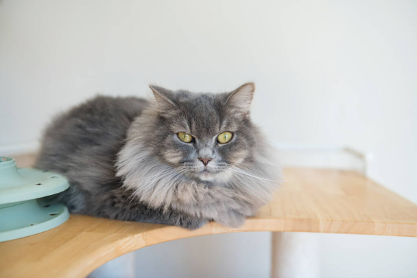 Portret amerykańskiej rasy Bobtail szary kot siedzący na stole z kopią miejsca na tekst na białej ścianie. - Zdjęcie, obraz