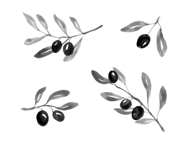 Σύνολο μελανιών χειροποίητα κλαδιά ελιάς, εικονογράφηση ακουαρέλας - Φωτογραφία, εικόνα