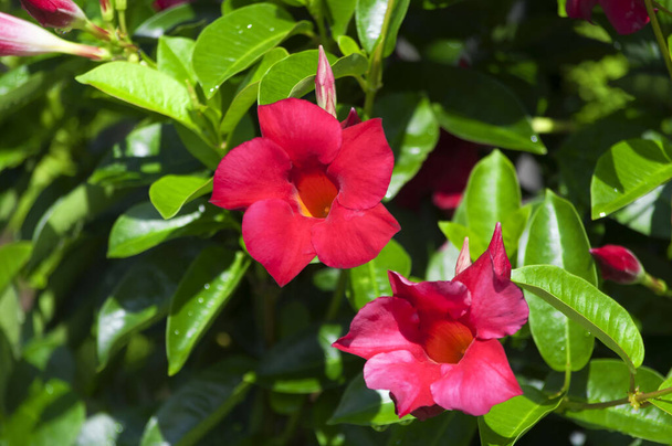 Une mandeville ou une mandeville fleurie éclaire au soleil dans un jardin.  - Photo, image