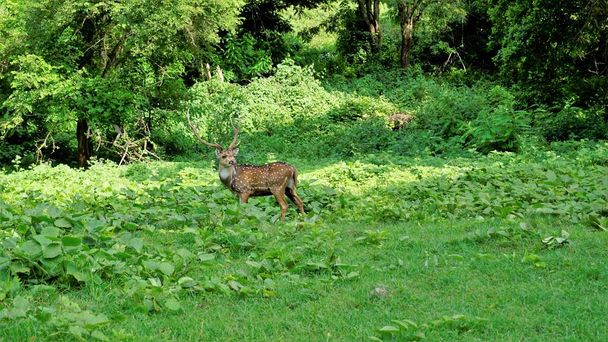 Lone wild horned Spotted or axis deer grazing in forest of the Bandipur mudumalai Ooty Road, India. Beautiful eye catching beauty - Foto, Imagem