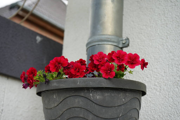 Calibrachoa 'Uno Double Red' in a hanging flowerpot on a downpipe in May. Calibrachoa is a genus of plants in the Solanaceae family. Berlin, Germany  - 写真・画像