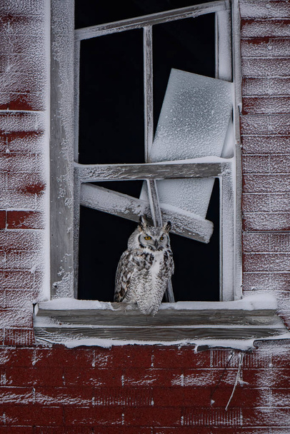 Great Horned Owl in Saskatchewan Canada Prairies - Zdjęcie, obraz