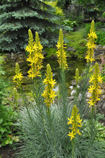 Asphodeline lutea kukkii kasvitieteellinen puutarha kesällä - Valokuva, kuva