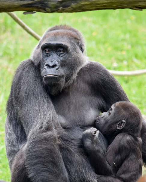 Gorylowa matka karmi piersią swoje młode. Szczęśliwy goryl i młode spędzają razem czas w przyjemności i radości. Zdjęcie z magazynu. - Zdjęcie, obraz