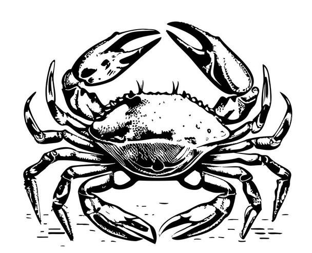 Crab sea hand drawn sketch Vector illustration animals - Vector, Image