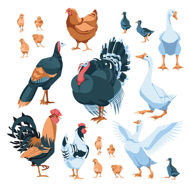 σύνολο εκτρεφόμενων πτηνών: κοτόπουλο, κόκορας, όρνιθες, χήνα, γαλοπούλα. Απομονωμένο σε λευκό φόντο. Διανυσματική επίπεδη απεικόνιση. Γεωργία, γεωργία και κτηνοτροφία - Διάνυσμα, εικόνα
