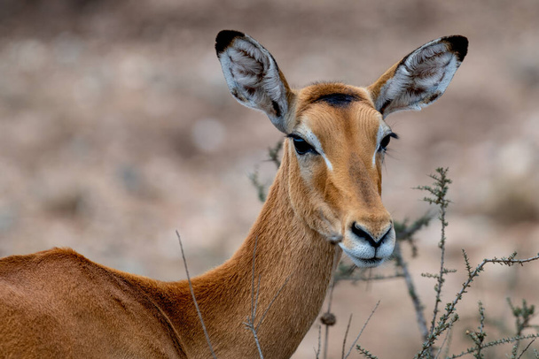 Wild Thomsons gaselleja Serengetin kansallispuistossa. Laadukas kuva - Valokuva, kuva