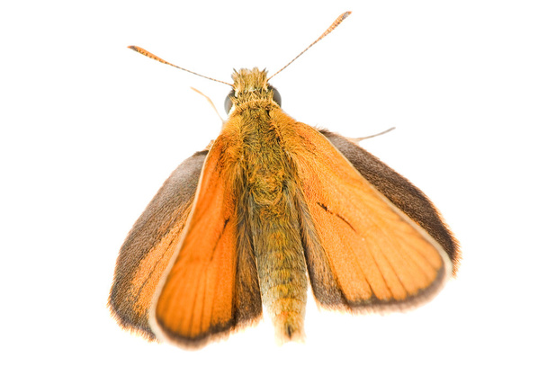 Изолированная бурая бабочка
 - Фото, изображение