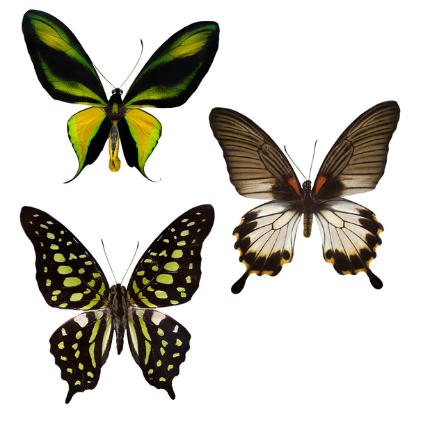 tři tropických motýlů - Fotografie, Obrázek