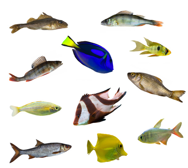 Eleven isolated fishes - Photo, Image