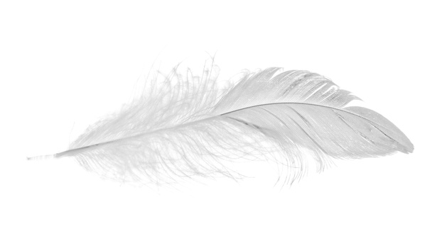 απομονωμένες λευκό μικρό φτερό - Φωτογραφία, εικόνα
