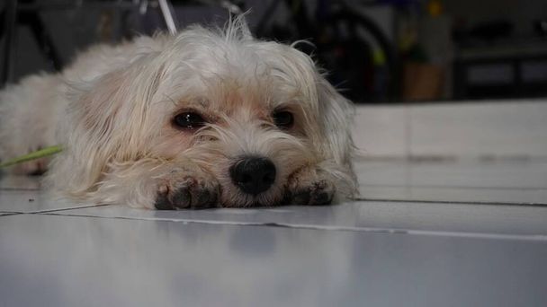 Кудрявое белое бишонное лицо собаки - Фото, изображение