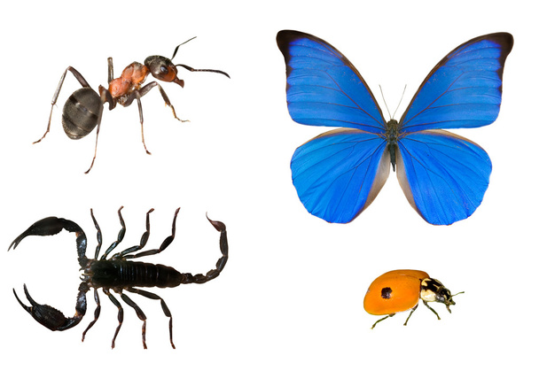 hangya, a pillangó, a Skorpió és a katicabogár - Fotó, kép