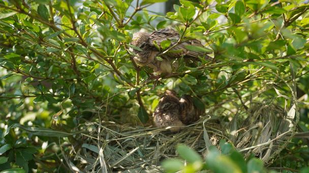 Вибірковий фокус черепаха дитина молодий птах на гілці дерева з їх гніздом
 - Фото, зображення