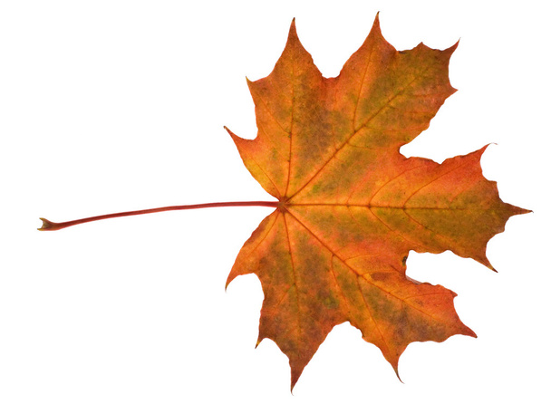Красный осенний кленовый лист
 - Фото, изображение