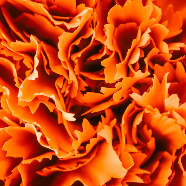 Kırmızı karanfil çiçek - Fotoğraf, Görsel