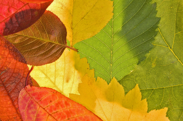 színes őszi levél háttér - Fotó, kép