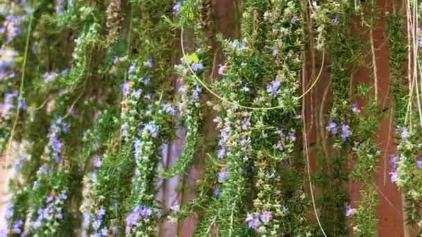 A purple flowering Rosemary plant with flowers in garden - Séquence, vidéo