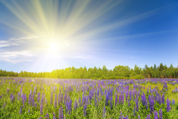 lupin veld onder zon - Foto, afbeelding