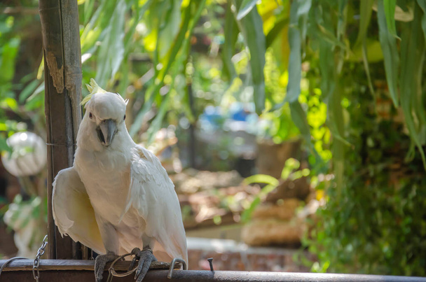 Білі папуги ростуть в саду на відкритому повітрі
. - Фото, зображення