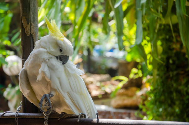 White parrots are raised in an outdoor garden. - Foto, imagen