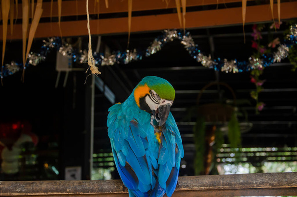 γαλάζιο παπαγάλο είναι κατοικίδιο ζώο το σπίτι  - Φωτογραφία, εικόνα