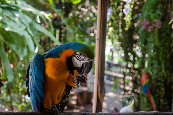 Κατοικίδιο. Πολύχρωμος παπαγάλος στέκεται σε ένα ξύλο στον κήπο - Φωτογραφία, εικόνα