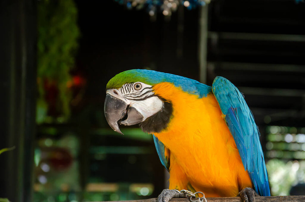 Evcil hayvan. Renkli papağan evdeki bahçedeki bir ağaçta duruyor. - Fotoğraf, Görsel