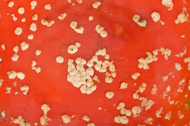 Red fly-agaric texture - Photo, Image